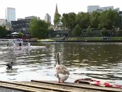 Rowers from local private schools, elite athletes and members of the public train on the Yarra River. Stock Footage