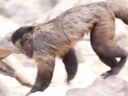 Monkey walking. Stock Footage