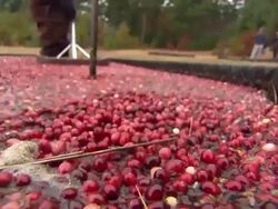 Cranberries floating in water and being harvested News Clip