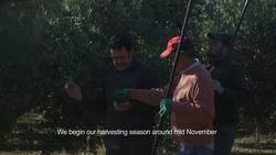 Setenil Rock Homes, Spain: Olive Production in Cadiz, Spain Instructional Video