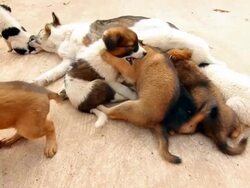 Puppy Dog Asian Stock Footage