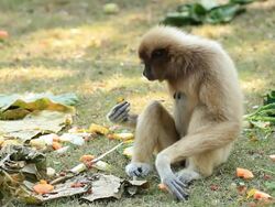 White gibbon Stock Footage