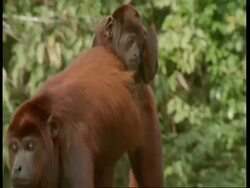 CU Red howler monkey mother with baby scratching on back, South America Stock Footage