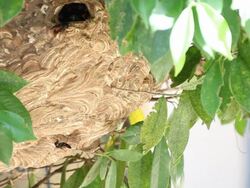 Nests wasps colony. Stock Footage