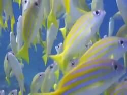 Blue lined Snappers (Lutjanus kasmira) shoaling, Landaa Giraavaru, Maldives Stock Footage