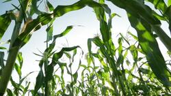 Corn field Stock Footage