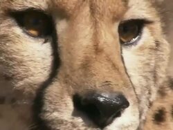 Close Up hand-held tilt-down tilt-up - A cheetah lies in the grass looking around then stands up / South Africa Stock Footage