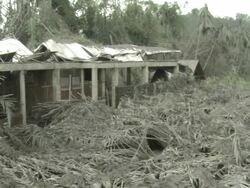 Pan across fruit crop destroyed by heavy ash fall from eruption of Merapi volcano; Indonesia. 7 November 2010 / AUDIO Stock Footage