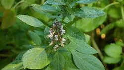 sweet basil Stock Footage