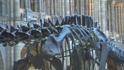 Natural History Museum Dippy The Dinosaur skeleton News Clip