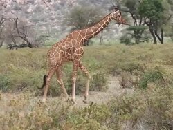 MS PAN Reticulated giraffe walking in forest / National Park, Africa, Kenya Stock Footage