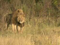 MS TS Shot of lions walking through short grass towards / Okavango Delta, North-West District, Botswana Stock Footage