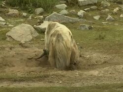 Wide Block Shot Yak Playing in Mud Lhasa Tibet China Stock Footage