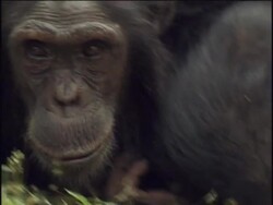 CU, ZO, MS, Three chimpanzees (Pan troglodytes) cuddling and playing, Gombe Stream National Park, Tanzania Stock Footage