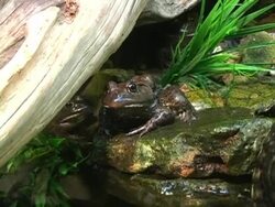 Frogs Stock Footage