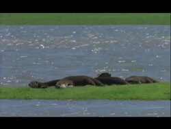 Kabini Island 2 - Otters, group (7) asleep, defecating, rolling, swimming, sunlit water. Crocodile. Kingfisher Stock Footage