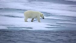 Polar Bear Stock Footage