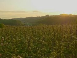 AERIAL Apple orchard on the hill at dawn Stock Footage
