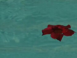 Red flower Floating On Water Stock Footage