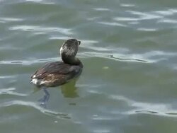 Pied-billed Grebe Stock Footage
