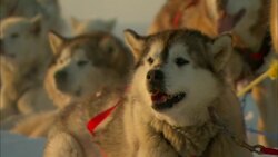 A team of sled dogs rests on the snowy Alaskan tundra. Stock Footage