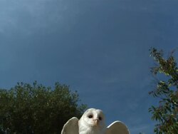 High speed Barn owl (Tyto alba) taking off Stock Footage