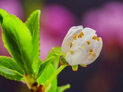 Wild plum flower Stock Footage