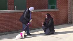 Vets treat pets with virtual and curbside service Instructional Video