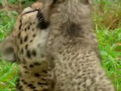 CU ZO Adult Cheetah laying on ground grooming Cheetah cub / Safari de Peaugres, France Stock Footage