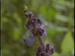 CU Purple flower, Plectranthus edulis, in jungle, Uganda, Africa Stock Footage
