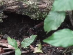 Hunter wasp with tarantula Stock Footage