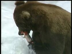 CU Brown Bear, Ursus arctos, eating salmon, Arctic Circle Stock Footage