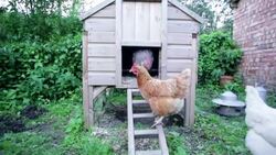Chicken Coop... Stock Footage