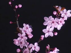 Japanese flowering cherry over black Stock Footage