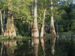 Cypress Trees in HD Stock Footage