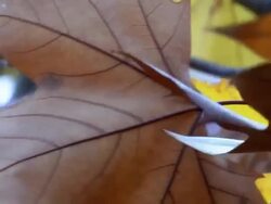 Autumn Leaf Stock Footage