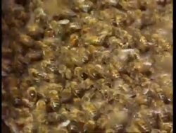 Swarm of honey bees crawl over each other, pan left to hive entrance, England Stock Footage