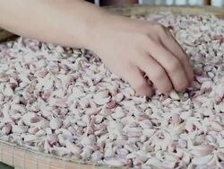 Garlic Stock Footage