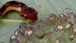 A cat-eyed snake watches a cluster of frog eggs. Stock Footage