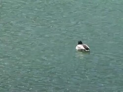 HD: Swimming duck Stock Footage