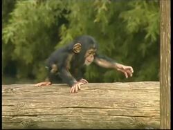 Chimpanzee, Pan troglodyte, young baby walking across log, pulls cute faces, MS, Israel Stock Footage