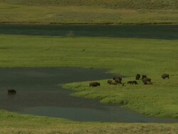 Extreme Long Shot static - A herd of bison congregates near lush pools of water in Yellowstone National Park. / Wyoming, USA Stock Footage