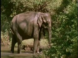MS family of Indian Elephant, Elephas maximus, bathing in river, Western Ghats, India Stock Footage
