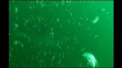 Diver films as shark tries to eat his camera News Clip