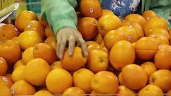 Woman picking the oranges. Stock Footage