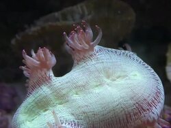 Sea anemone in natural environment. Stock Footage