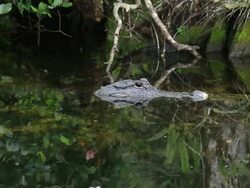 Alligator Stock Footage