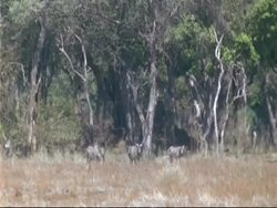 WA group of Zebra in background, through heat haze, Mana Pools, Zimbabwe Stock Footage