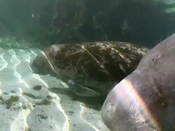 MS TS Two manatees swim slowly along sandy seafloor  AUDIO / Crystal River, Florida, United States Stock Footage