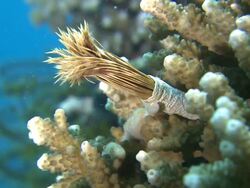 Fan worm opening, Southern Visayas, Philippines Stock Footage